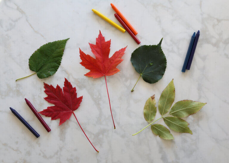 leaf rubbing art supplies