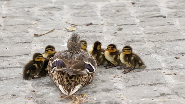 Duck and 6 Ducklings on Concrete Road during Daytime